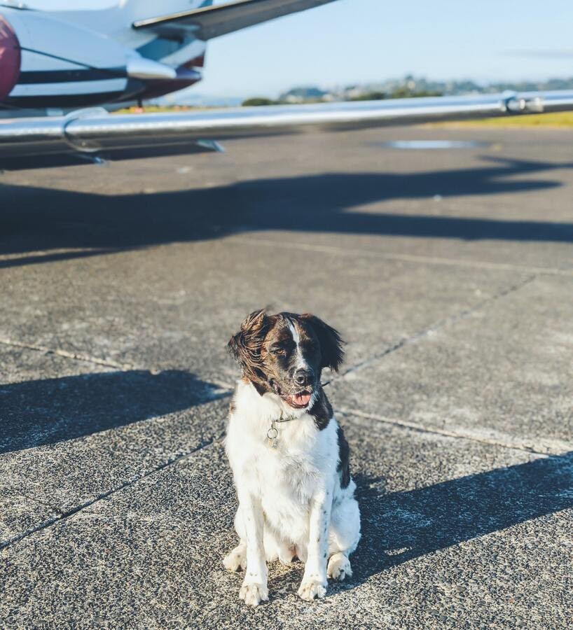 necesitas un pasaporte para perros para ir al sur de irlanda